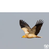 گونه کرکس مصری Egyptian Vulture